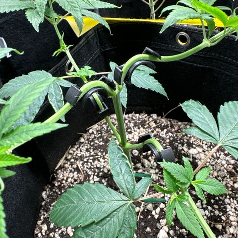 Genética X-1 growlog timeline photo