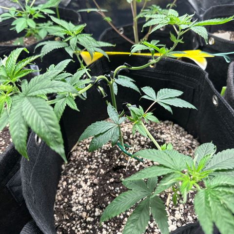 Genética X-1 growlog timeline photo