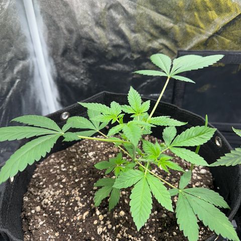Genética X-2 growlog timeline photo