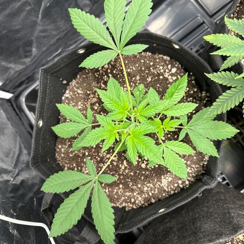 Genética X-2 growlog timeline photo
