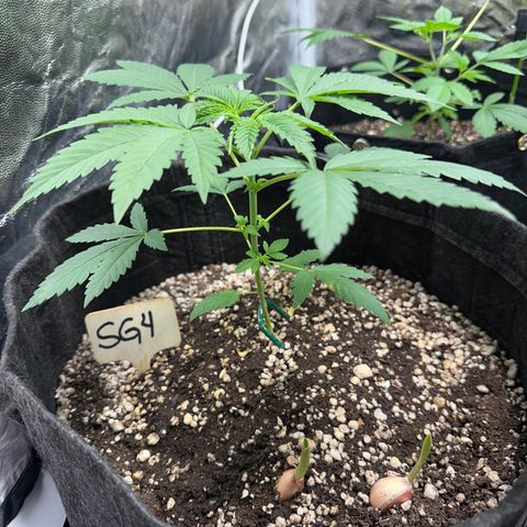 Strick Gorilla 4# growlog timeline photo