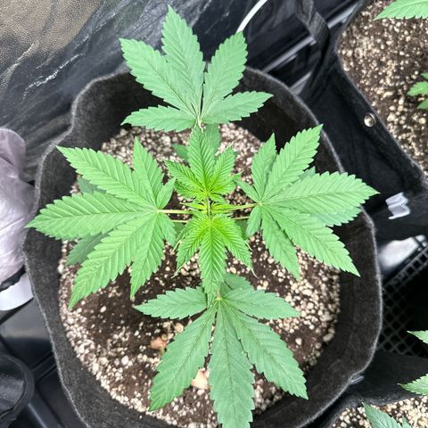 Strick Gorilla 4# growlog timeline photo