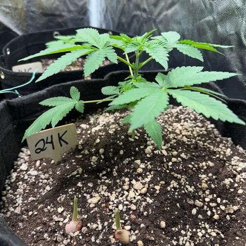 24k GOLD growlog timeline photo