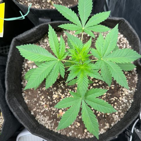 24k GOLD growlog timeline photo