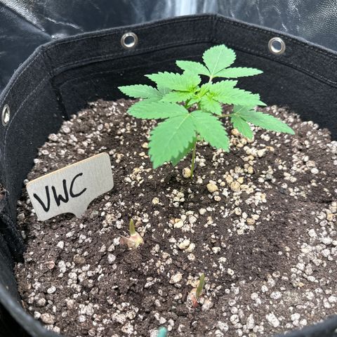 Violet Wedding Cake growlog timeline photo