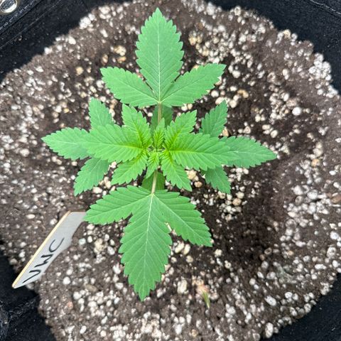 Violet Wedding Cake growlog timeline photo