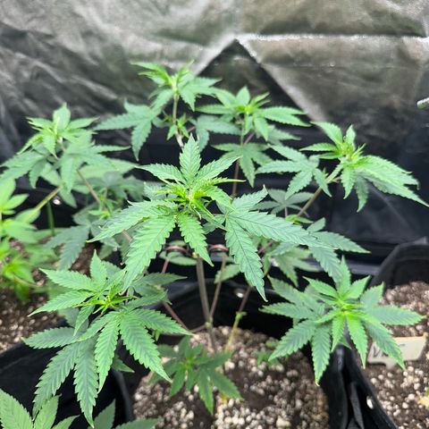Apple Fritters growlog timeline photo