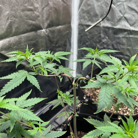 Apple Fritters growlog timeline photo