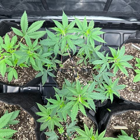 Apple Fritters growlog timeline photo