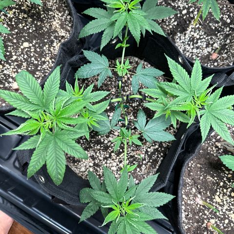 Genética X-1 growlog timeline photo