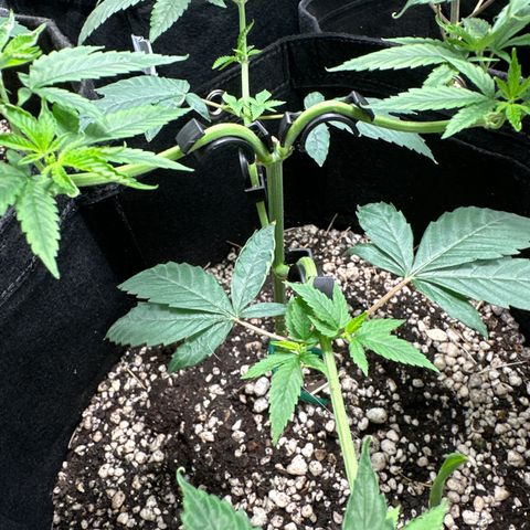 Genética X-1 growlog timeline photo
