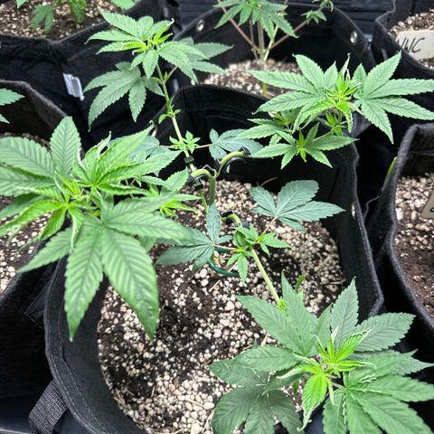Genética X-1 growlog timeline photo