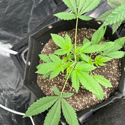 Genética X-2 growlog timeline photo