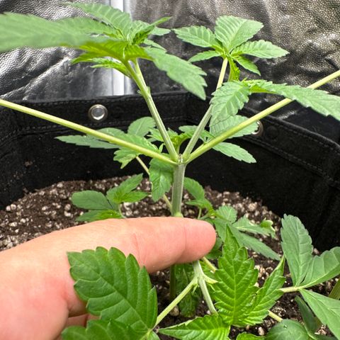 Genética X-2 growlog timeline photo