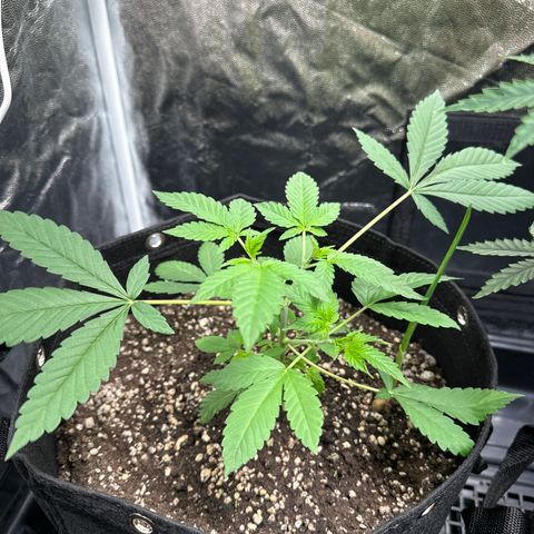 Genética X-2 growlog timeline photo