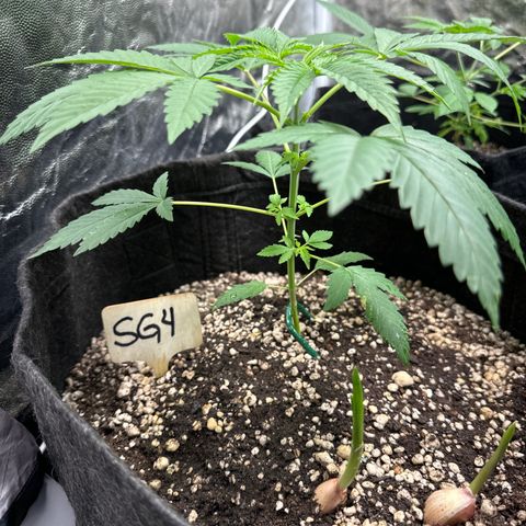 Strick Gorilla 4# growlog timeline photo
