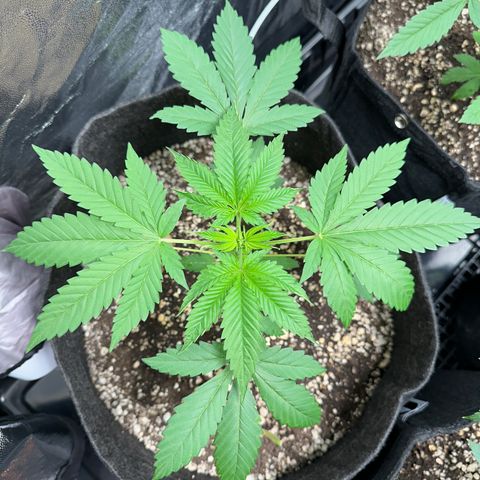 Strick Gorilla 4# growlog timeline photo