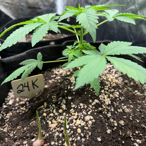 24k GOLD growlog timeline photo