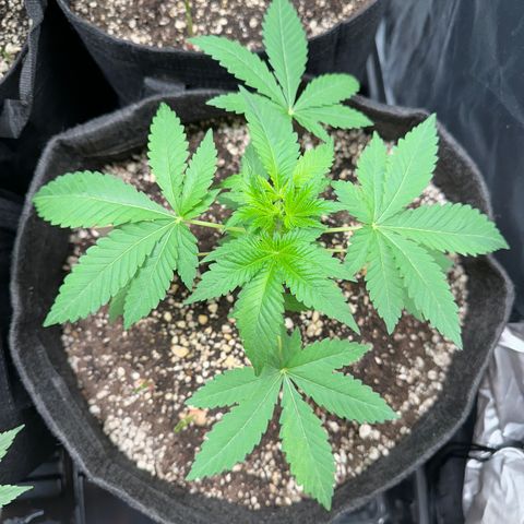 24k GOLD growlog timeline photo