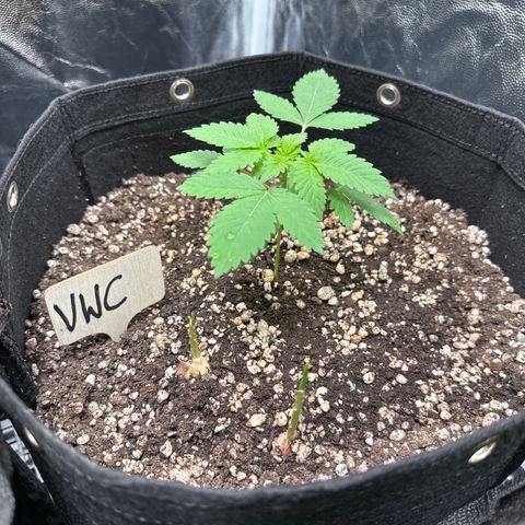 Violet Wedding Cake growlog timeline photo