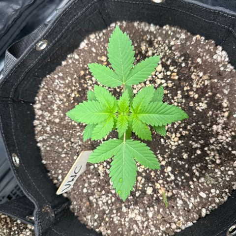Violet Wedding Cake growlog timeline photo