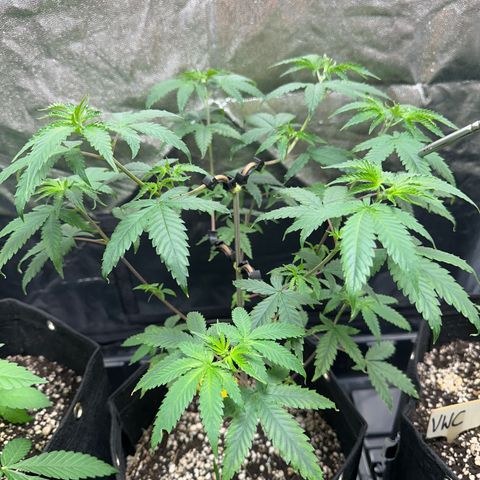 Apple Fritters growlog timeline photo