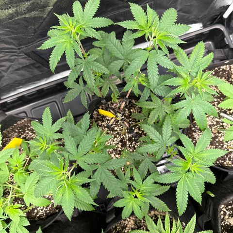 Apple Fritters growlog timeline photo