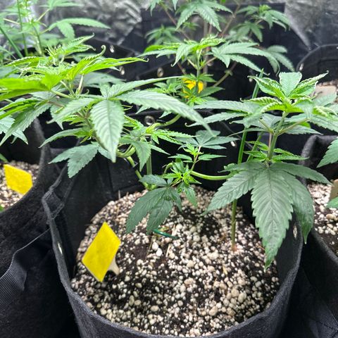 Genética X-1 growlog timeline photo