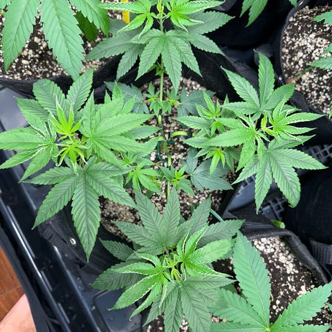 Genética X-1 growlog timeline photo