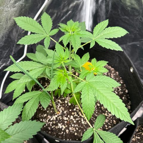 Genética X-2 growlog timeline photo