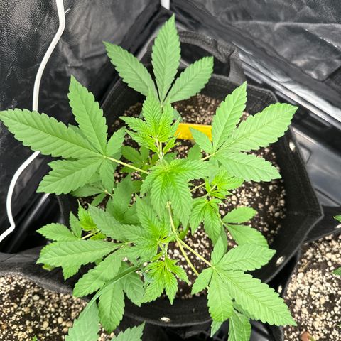 Genética X-2 growlog timeline photo