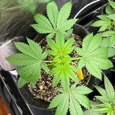 Strick Gorilla 4# growlog timeline photo