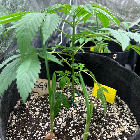 Strick Gorilla 4# growlog timeline photo
