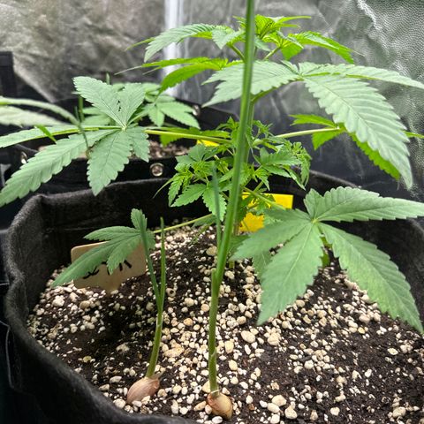 24k GOLD growlog timeline photo