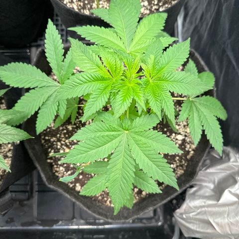24k GOLD growlog timeline photo