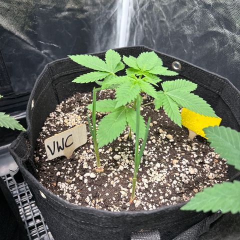 Violet Wedding Cake growlog timeline photo