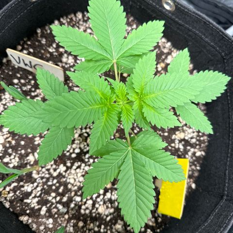 Violet Wedding Cake growlog timeline photo