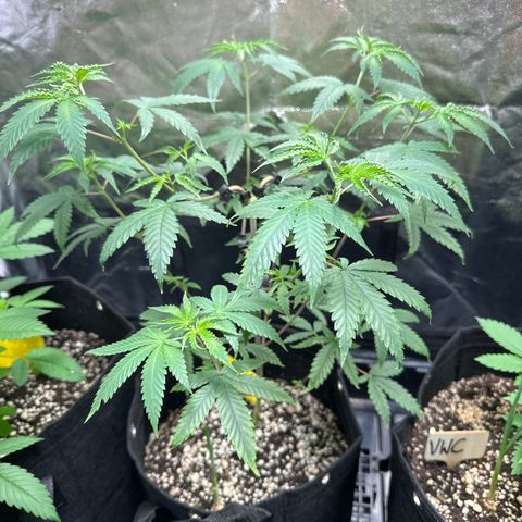 Apple Fritters growlog timeline photo