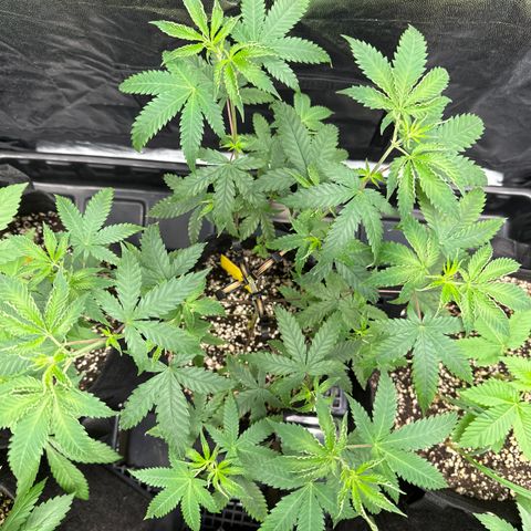 Apple Fritters growlog timeline photo