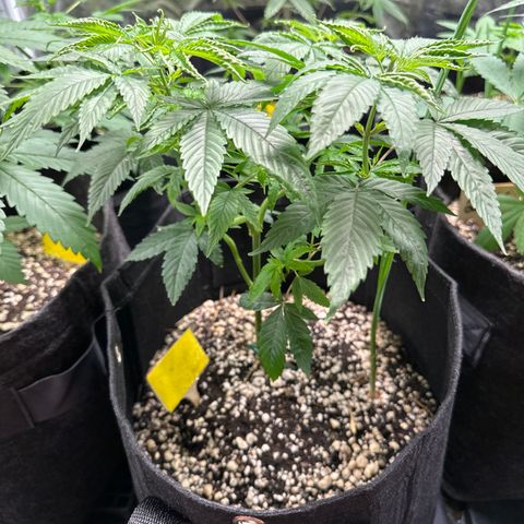 Genética X-1 growlog timeline photo