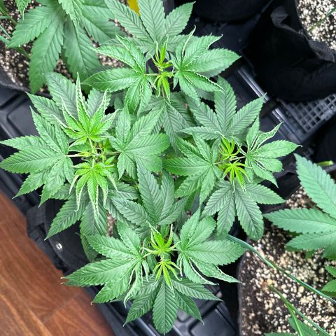 Genética X-1 growlog timeline photo