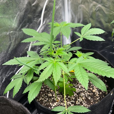 Genética X-2 growlog timeline photo