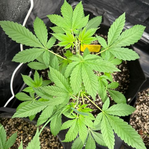 Genética X-2 growlog timeline photo