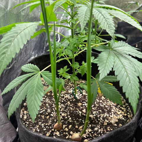 Strick Gorilla 4# growlog timeline photo