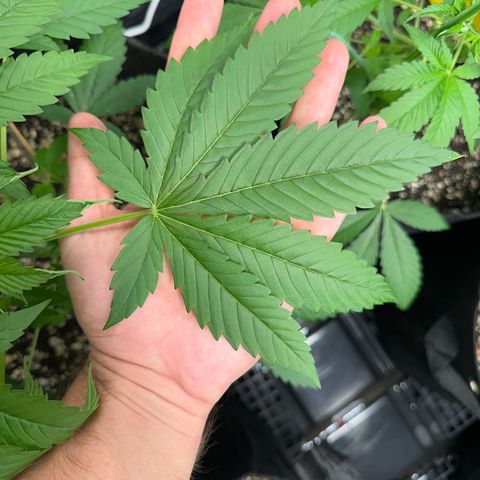 Strick Gorilla 4# growlog timeline photo