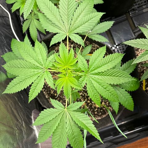 Strick Gorilla 4# growlog timeline photo