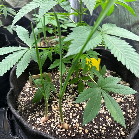 24k GOLD growlog timeline photo