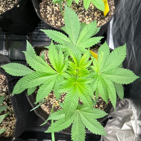 24k GOLD growlog timeline photo