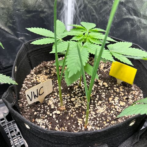 Violet Wedding Cake growlog timeline photo