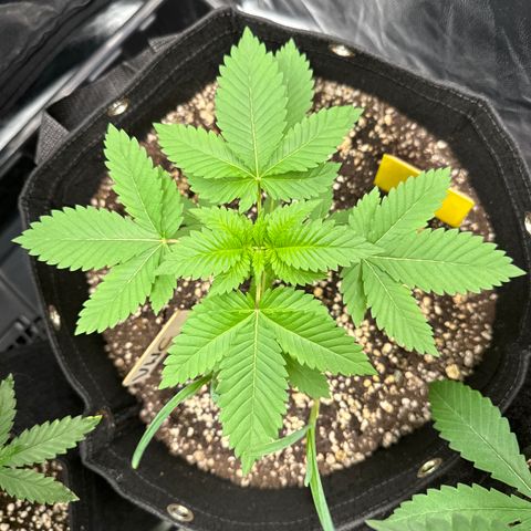 Violet Wedding Cake growlog timeline photo